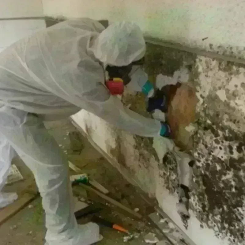 Mold Remediation and Removal in Camden, TN